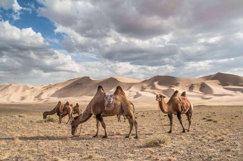 gobi desert